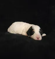 Copen, a male Cockapoo for sale in Missouri, MO – 1 of 7