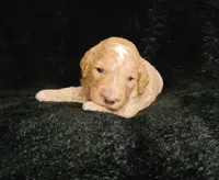 Levi, a male Cockapoo for sale in Missouri, MO – 1 of 7