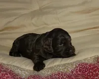 Peggy, a female Cockapoo for sale in Missouri, MO – 4 of 6