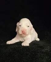 Hagen, a male Cockapoo for sale in Missouri, MO – 4 of 5