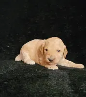 Garret, a male Cockapoo for sale in Missouri, MO – 4 of 7