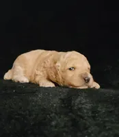 Garret, a male Cockapoo for sale in Missouri, MO – 2 of 7