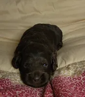 Peggy, a female Cockapoo for sale in Missouri, MO – 6 of 6