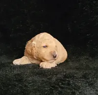 Garret, a male Cockapoo for sale in Missouri, MO – 5 of 7
