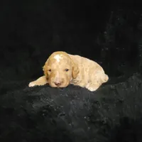 Levi, a male Cockapoo for sale in Missouri, MO – 5 of 7