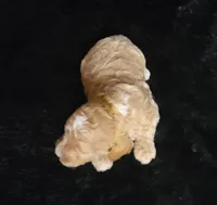 Levi, a male Cockapoo for sale in Missouri, MO – 6 of 7