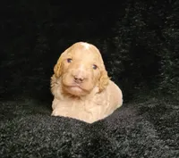 Levi, a male Cockapoo for sale in Missouri, MO – 7 of 7