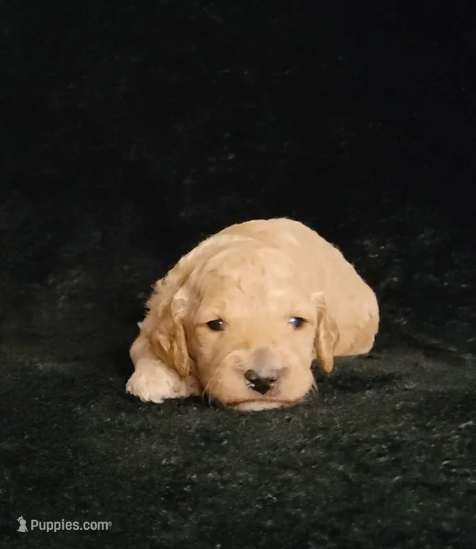 Garret – Cockapoo puppy for sale in Missouri, MO