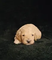Garret, a male Cockapoo for sale in Missouri, MO – 1 of 7