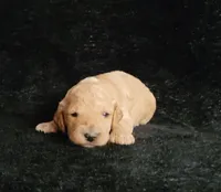 Garret, a male Cockapoo for sale in Missouri, MO – 3 of 7