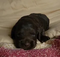 Peggy, a female Cockapoo for sale in Missouri, MO – 2 of 6