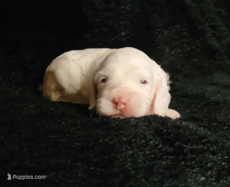Hagen – Cockapoo puppy for sale in Missouri, MO