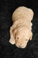 Garret, a male Cockapoo for sale in Missouri, MO – 7 of 7