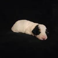 Copen, a male Cockapoo for sale in Missouri, MO – 5 of 7