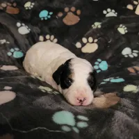 Copen, a male Cockapoo for sale in Missouri, MO – 4 of 7