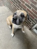 Sandy , a female Cane Corso for sale in Cleveland, OH – 5 of 10