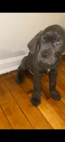 Groot, a male Cane Corso for sale in Cleveland, OH – 4 of 9