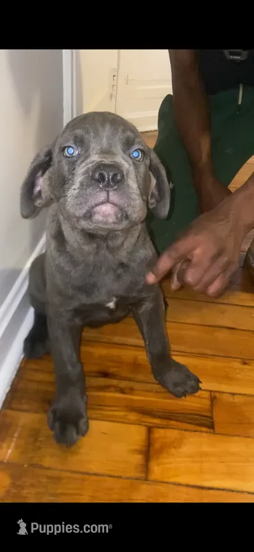 Onyx – Cane Corso puppy for sale in Cleveland, OH