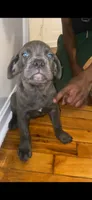 Onyx, a female Cane Corso for sale in Cleveland, OH – 1 of 7