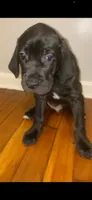 Debo , a male Cane Corso for sale in Cleveland, OH – 5 of 10