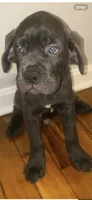 Groot, a male Cane Corso for sale in Cleveland, OH – 2 of 9