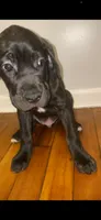 Debo , a male Cane Corso for sale in Cleveland, OH – 2 of 10