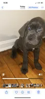 Groot, a male Cane Corso for sale in Cleveland, OH – 7 of 9