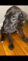 Debo , a male Cane Corso for sale in Cleveland, OH – 6 of 10
