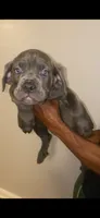 Onyx, a female Cane Corso for sale in Cleveland, OH – 6 of 7