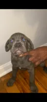 Onyx, a female Cane Corso for sale in Cleveland, OH – 2 of 7