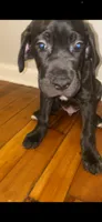 Debo , a male Cane Corso for sale in Cleveland, OH – 9 of 10