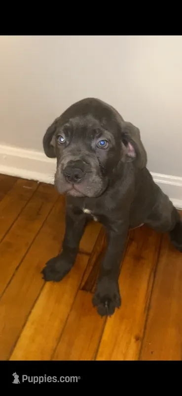 Groot – Cane Corso puppy for sale in Cleveland, OH