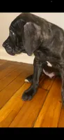 Debo , a male Cane Corso for sale in Cleveland, OH – 3 of 10