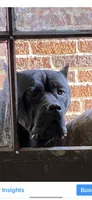 Debo , a male Cane Corso for sale in Cleveland, OH – 10 of 10