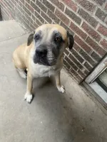 Sandy , a female Cane Corso for sale in Cleveland, OH – 10 of 10