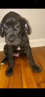 Gotti, a male Cane Corso for sale in Cleveland, OH – 3 of 9