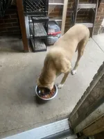 Sandy , a female Cane Corso for sale in Cleveland, OH – 7 of 10