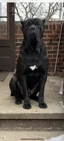 Debo , a male Cane Corso for sale in Cleveland, OH – 7 of 10