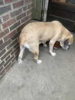 Sandy , a female Cane Corso for sale in Cleveland, OH – 9 of 10