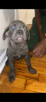 Onyx, a female Cane Corso for sale in Cleveland, OH – 4 of 7