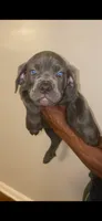 Onyx, a female Cane Corso for sale in Cleveland, OH – 3 of 7