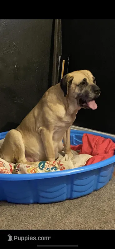 Sandy  – Cane Corso puppy for sale in Ohio Township, PA