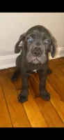 Groot, a male Cane Corso for sale in Cleveland, OH – 8 of 9