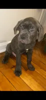 Groot, a male Cane Corso for sale in Cleveland, OH – 6 of 9