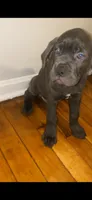 Groot, a male Cane Corso for sale in Cleveland, OH – 3 of 9