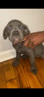 Onyx, a female Cane Corso for sale in Cleveland, OH – 5 of 7