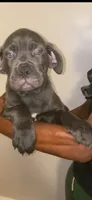 Groot, a male Cane Corso for sale in Cleveland, OH – 9 of 9