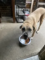 Sandy , a female Cane Corso for sale in Cleveland, OH – 3 of 10