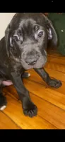 Debo , a male Cane Corso for sale in Cleveland, OH – 4 of 10