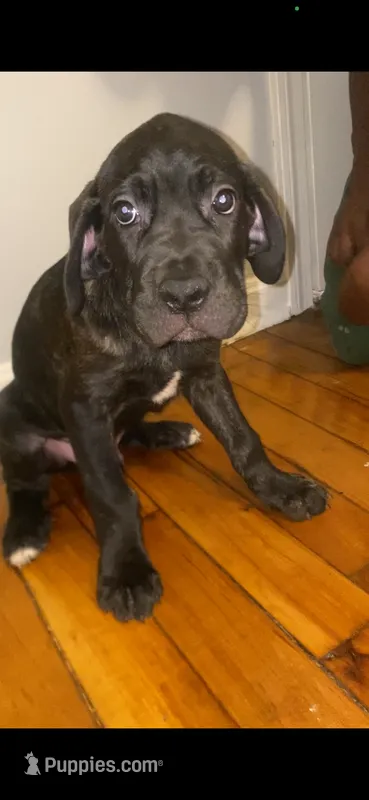 Gotti – Cane Corso puppy for sale in Cleveland, OH